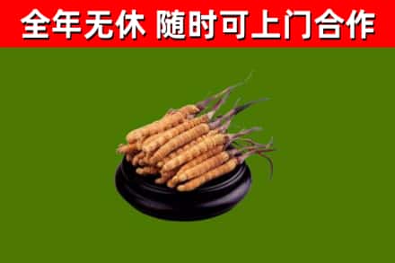 德庆县烟酒回收冬虫夏草.jpg